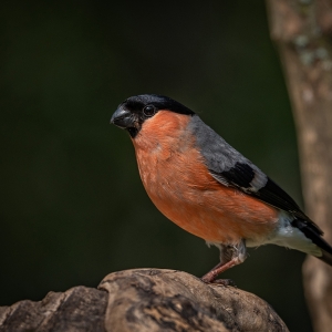 Redwell   15 06 2020   D500   Les 413.jpg